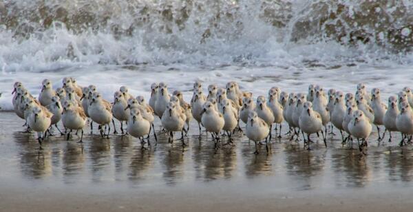 FREE Birding & Wildlife Watching Guide – Explore Nature Today!