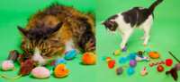 Purr-fect Fun! Free Hartz Cattraction Silver Vine & Catnip Toys!