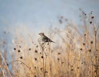 Free Metropolitan Water Reclamation District of Greater Chicago Native Plants Calendar