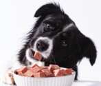 Try It Free: SPD™ Fresh Roll Premium Dog Food Sample!