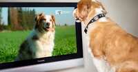 Paw-fect TV Time: Free DOGTV Channel Preview for DirecTV Subscribers