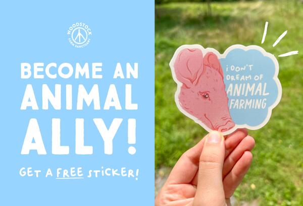 Porking Up Your Laptop: FREE Woodstock Pig Sticker!