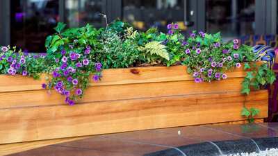 Grab Your Free Planter Box – Don’t Miss Out!