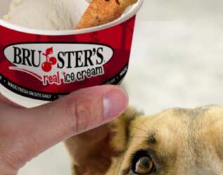 Doggie Sundaes for FREE at Bruster’s