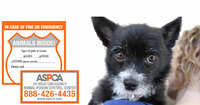 Keep Your Pets Safe with Free ASPCA Magnets and Decals!