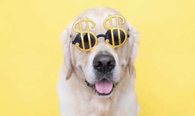 Paws Up! Win $50,000 Cash from Daily Paws!