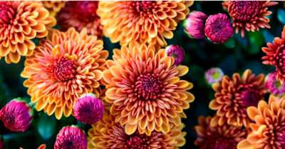 Autumn's Best Blooms for FREE at Lowe's on Sept. 13th & 14th!