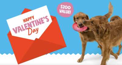 A Tail-Wagging Giveaway! Win $200 in Dog Toys & Treats